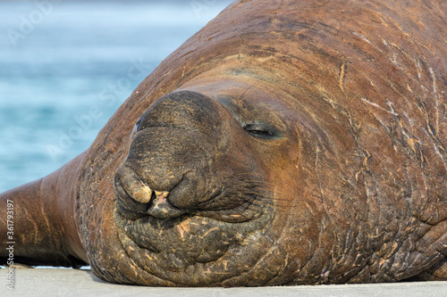 Southern Elephant Seal adult male portrait