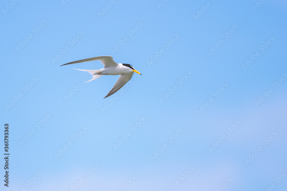 Fototapeta premium Little Tern flying