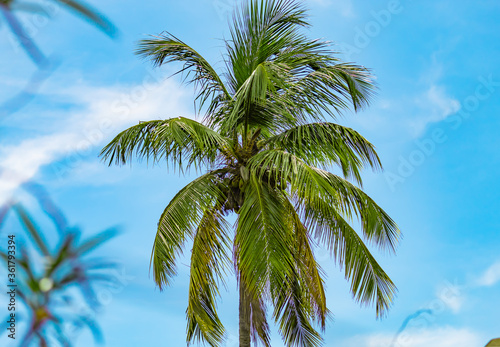 Coconut tree and blue sky.