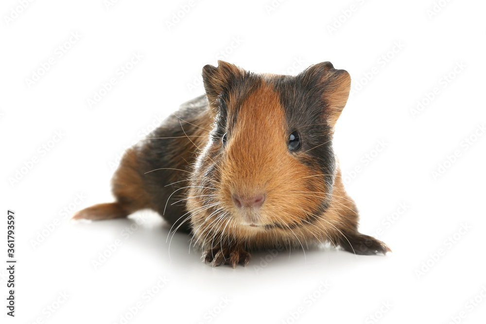 Fototapeta premium Cute funny guinea pig on white background