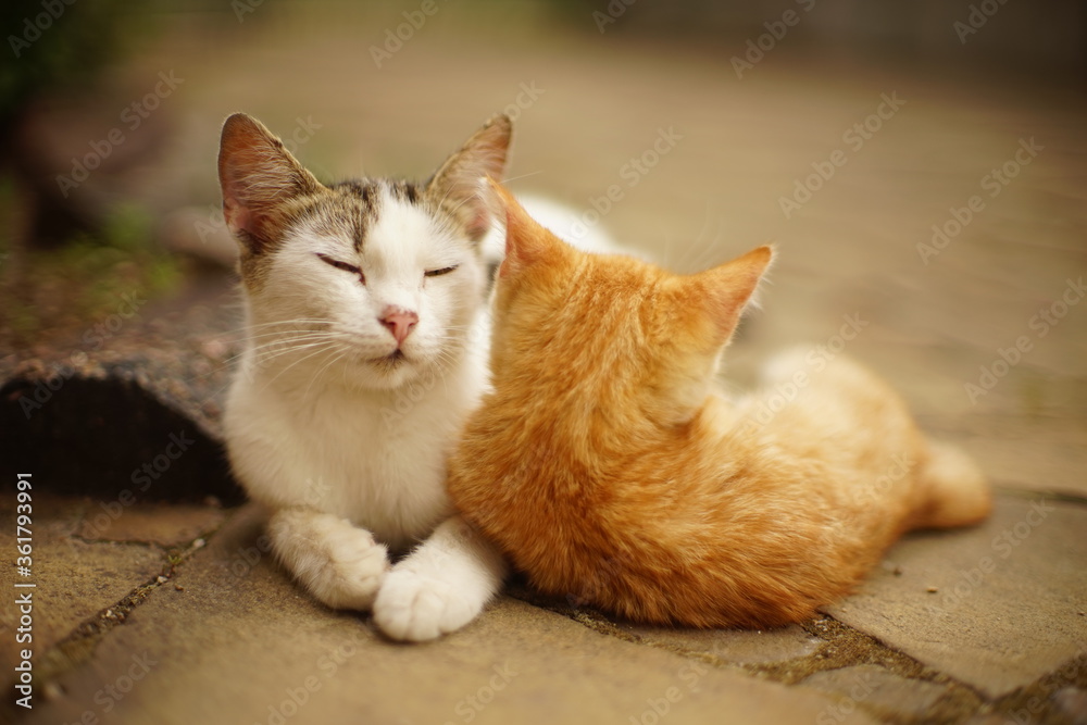 White cat and ginger kitten are resting in an embrace in a summer garden. White cat and ginger kitten are resting in an embrace in a summer garden.
