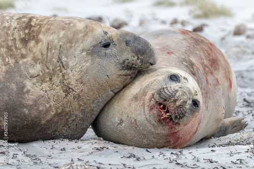 Southern Elephant Seal fighting