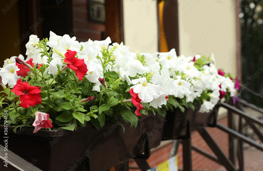 Beautiful petunia flowers in plant pots outdoors Beautiful petunia flowers in plant pots outdoors