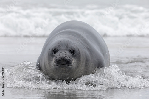 Southern Elephant Seal young pup on the shoreline
