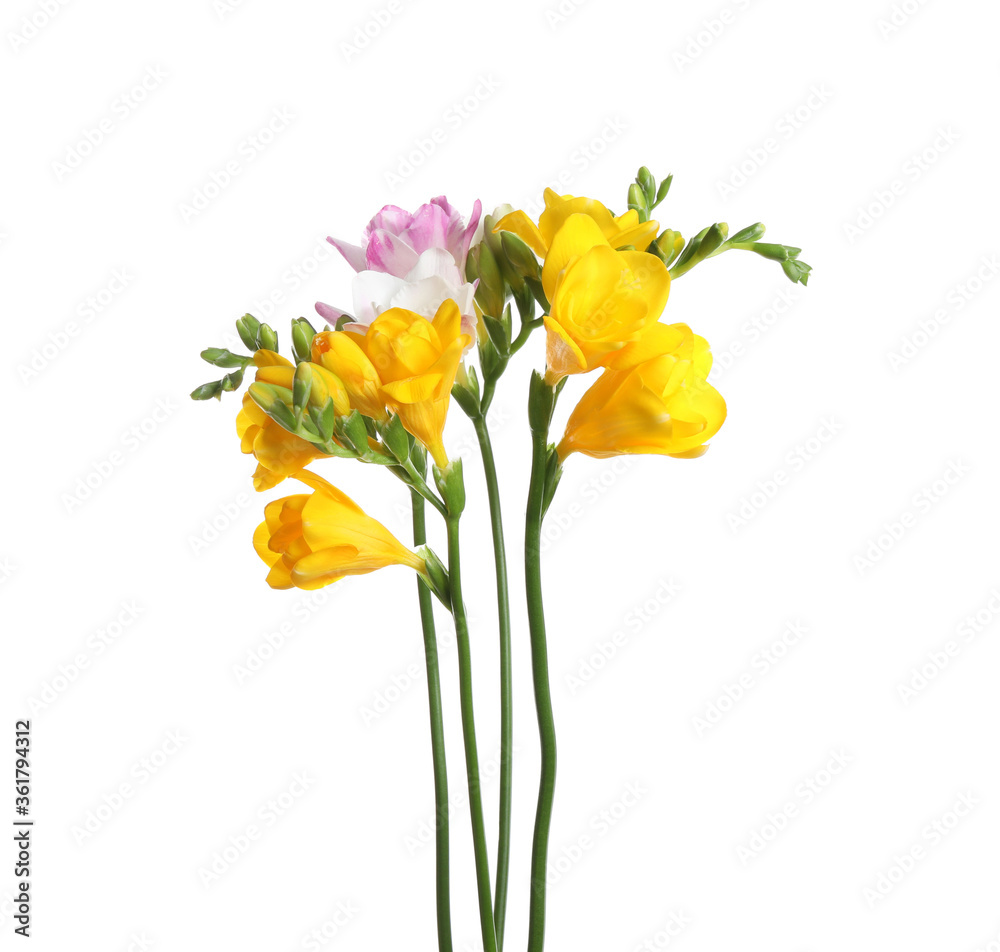 Beautiful colorful freesia flowers on white background