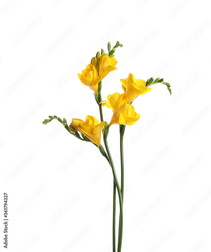 Beautiful yellow freesia flowers on white background