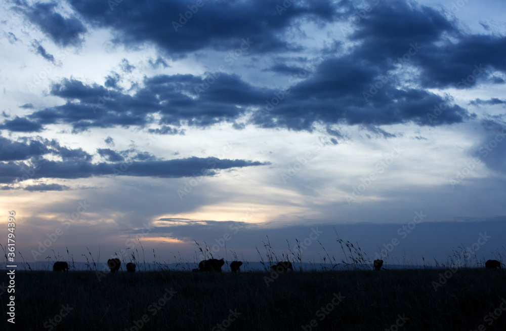 Sunset with dense clouds and Silhouette of African elephants, Masai Mara