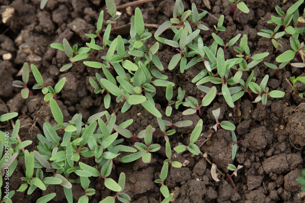 Vegetables plants in a farm