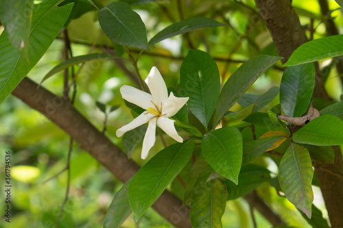 white (Ananta chapha) flower closeup image photo