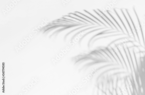 Gray shadow of palm leaves