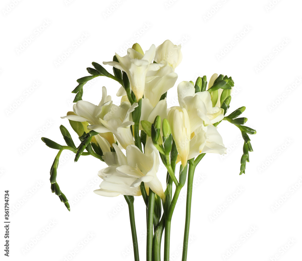 Beautiful blooming freesia flowers isolated on white Beautiful blooming freesia flowers isolated on white