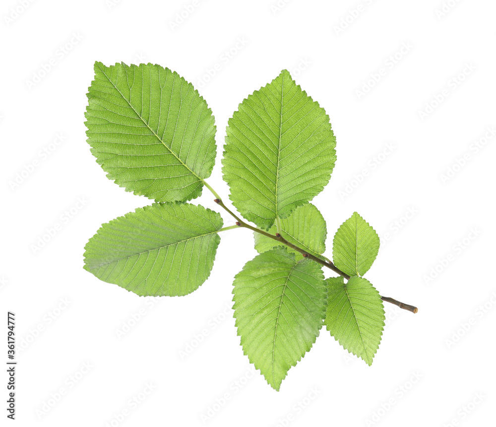 Branch of linden tree with young fresh green leaves isolated on white. Spring season Branch of linden tree with young fresh green leaves isolated on white. Spring season