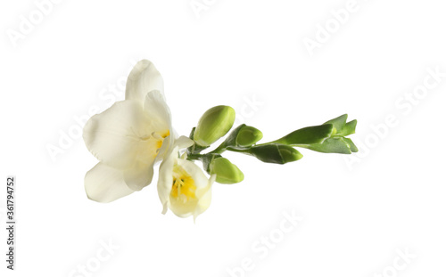 Beautiful blooming freesias isolated on white  top view