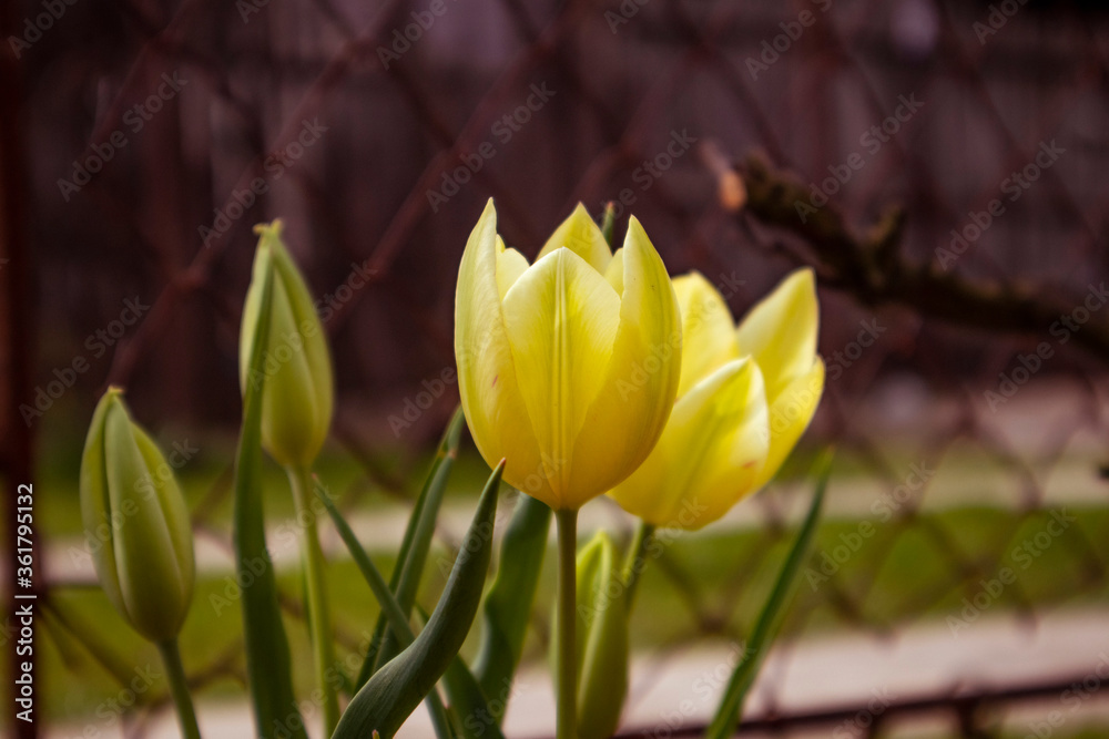 Fototapeta premium yellow tulips in the garden