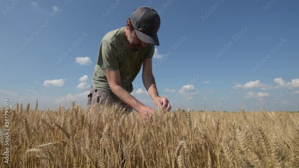 Farm worker inspecting ripe wheat crop development in field Farm worker inspecting ripe wheat crop development in field