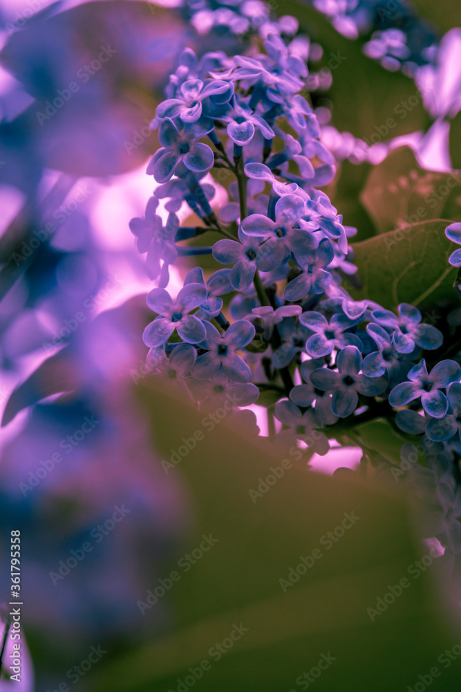 Fototapeta premium lilac flowers in the garden