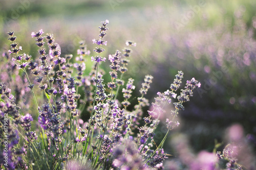 close up of lavender