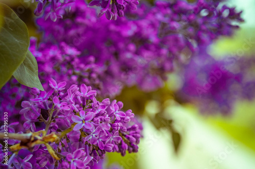 lilac flowers on a green background