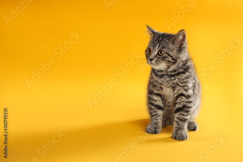 Cute tabby kitten on yellow background, space for text. Baby animal © New Africa