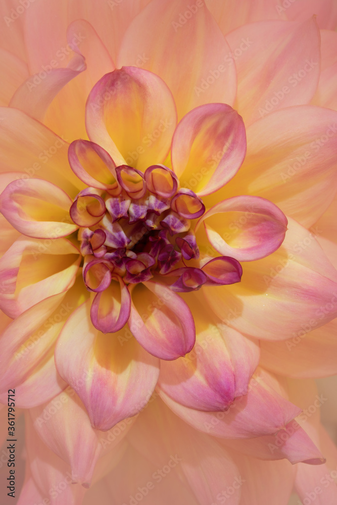  closeup of pink dahlia flower