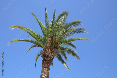 Kanarische Dattelpalme (Phoenix canariensis) - Kanarische Inseln photo