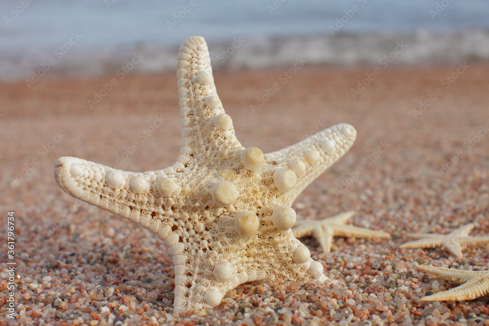 Starfish on the beach. Sandy beach with waves. Summer vacation concept. Holidays by the sea Starfish on the beach. Sandy beach with waves. Summer vacation concept. Holidays by the sea