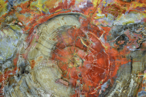 Closeup of colorful petrified wood log