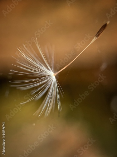 Dandelion seed in a spider web