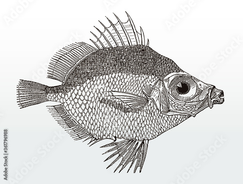 Boarfish, capros aper from the Atlantic Ocean in side view after an antique illustration from the 19th century