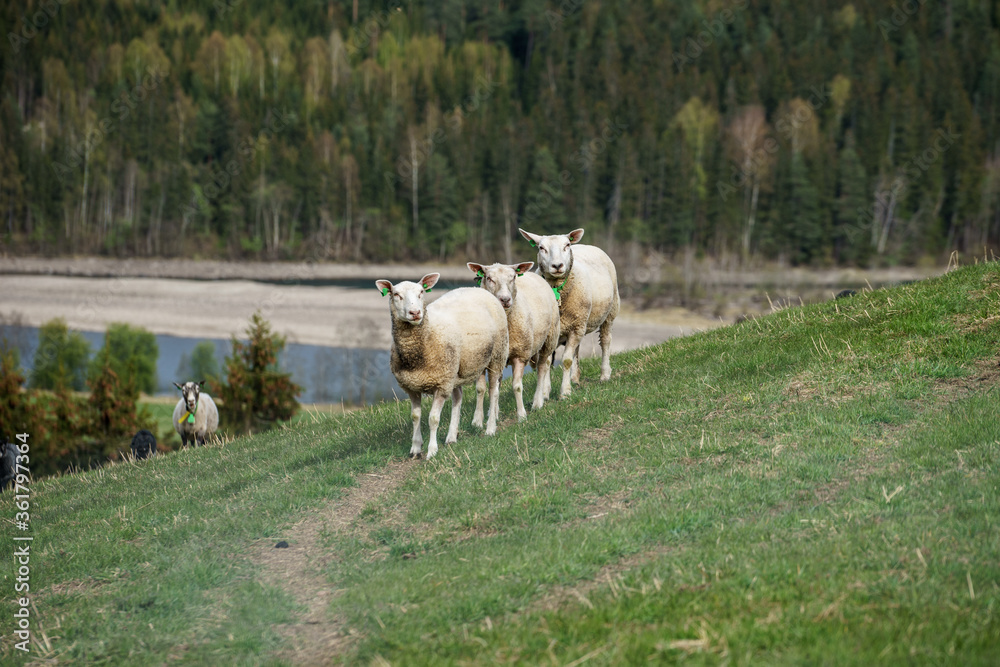 Sheep on hill