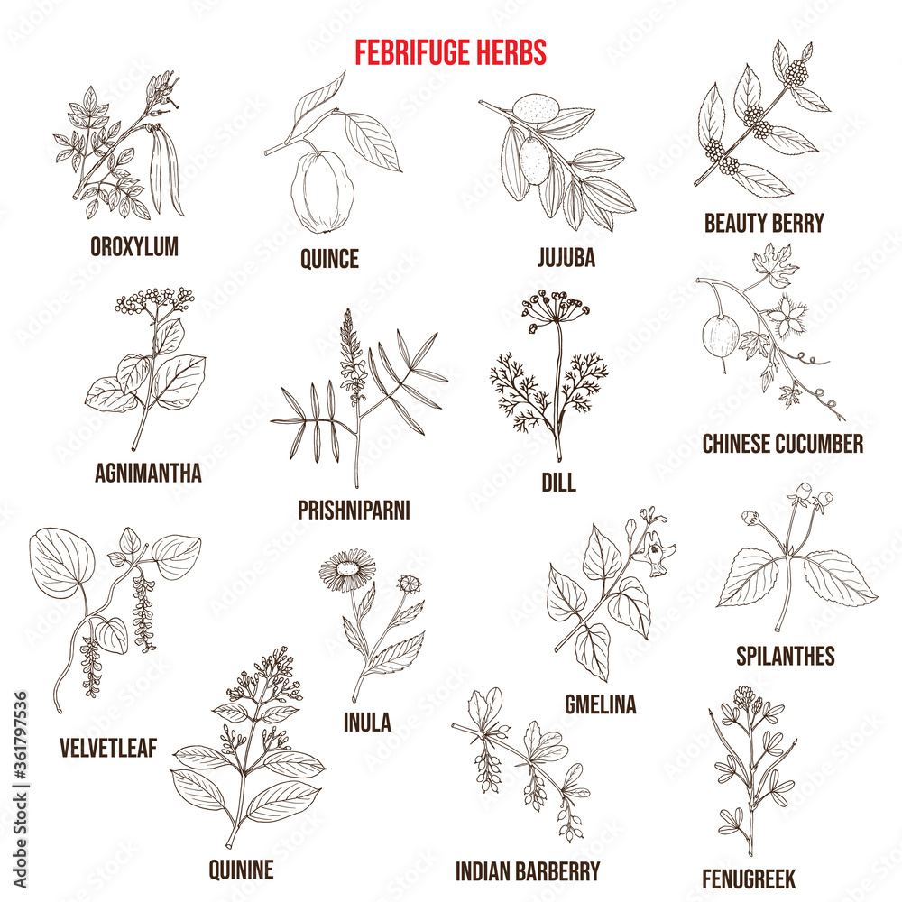 Febrifuge herbs collection