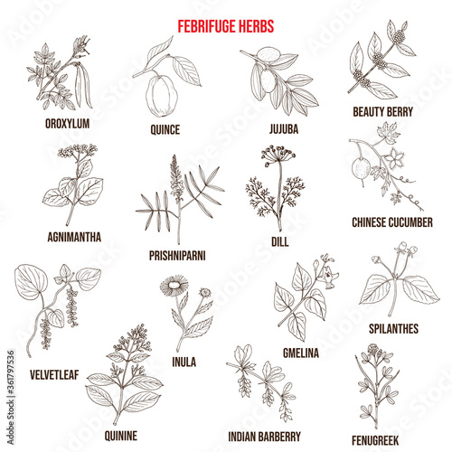Febrifuge herbs collection