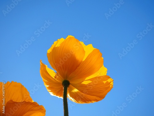 yellow orange poppy flower close up