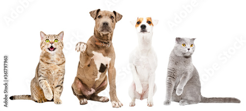 Playful cats and dogs sitting together isolated on a white background