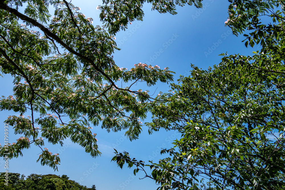 Obraz premium ねむの木/ネムの木と青空背景