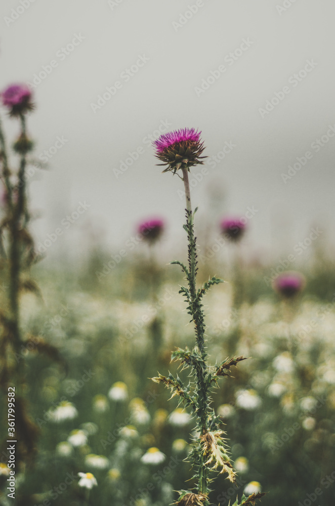 Obraz premium Wild magenta thistle flower in a field with bokeh daisies and pink thistle flowers background
