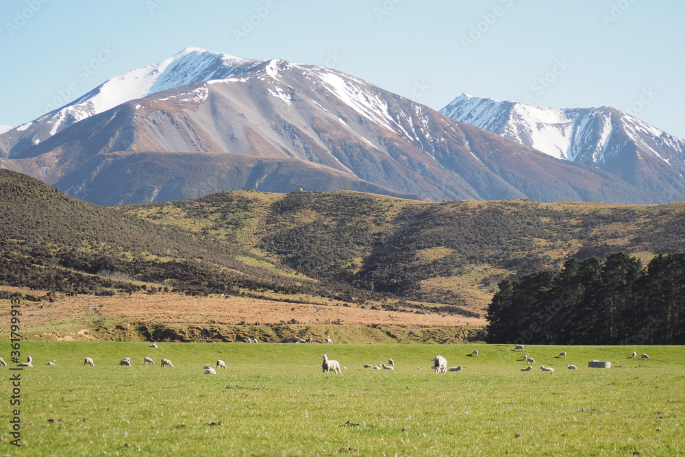 Flock of sheep on grass field on hill. Sky,  alps, and lake in background.