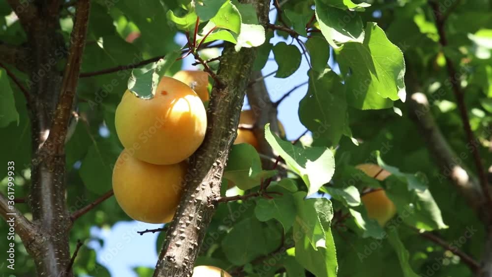 Large apricots hang on a branch. Horizontal camera movement. Large apricots hang on a branch. Horizontal camera movement.