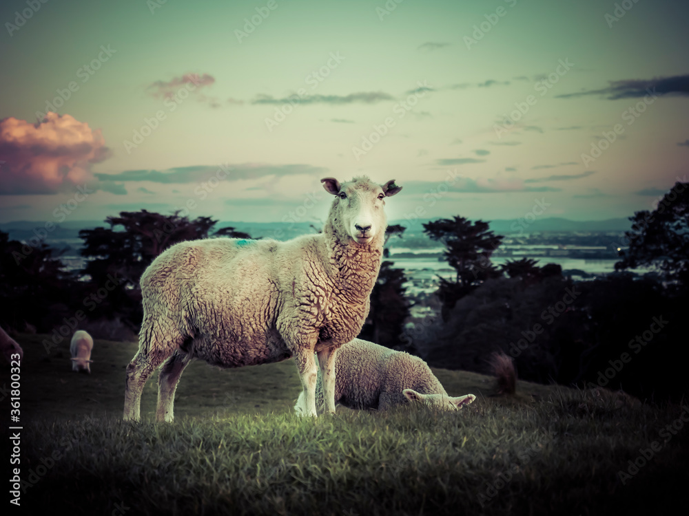 Fototapeta premium Sheep grazing in a grass field in sunset. New Zealand. Copy space provided.