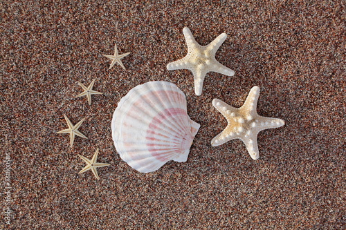 Sea shells and starfish on the beach. Sandy beach with waves. Summer vacation concept. Holidays by the sea