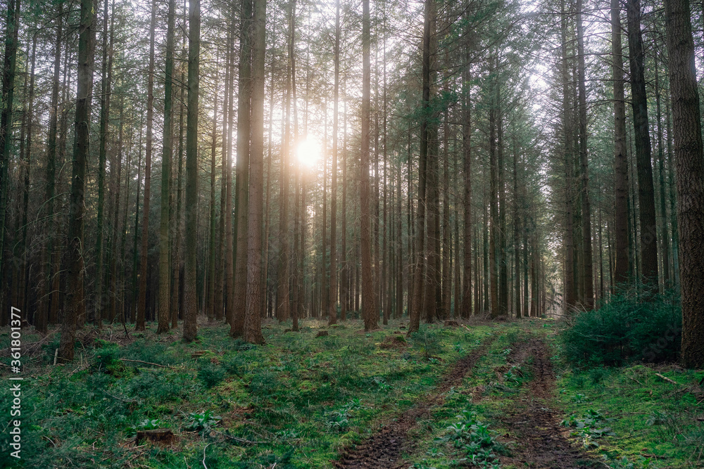 Fototapeta premium Frühlingsspaziergang im Wald mit dem Hund