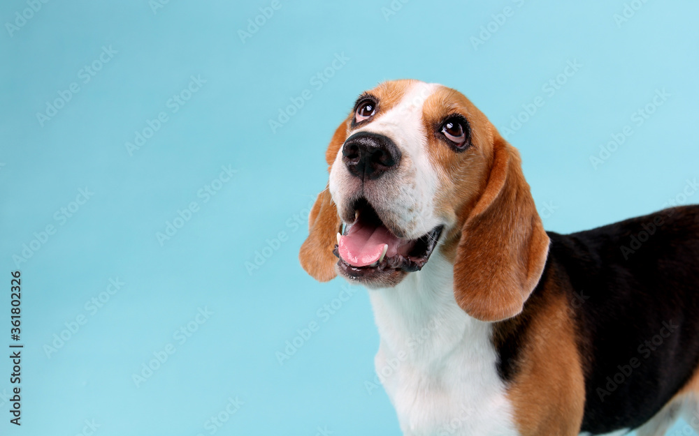 close-up beagle dog  on blue background in studio.
