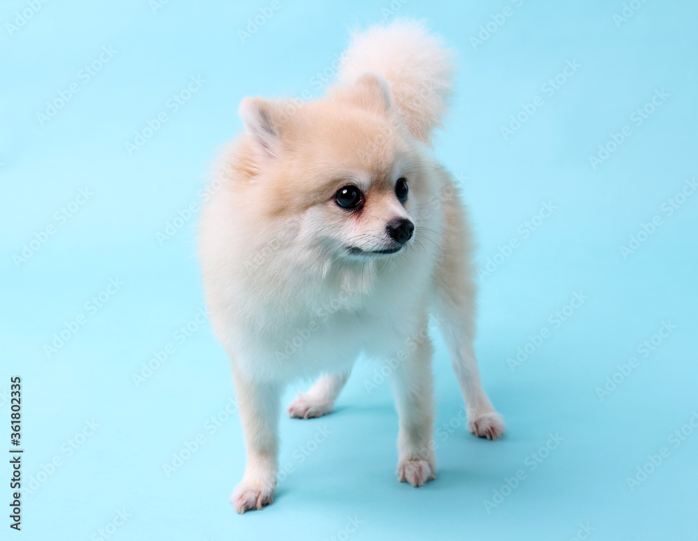 Pomeranian dog on blue background in studio.