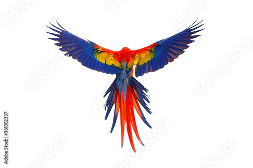 Colorful feathers on the back of macaw parrot, Scarlet macaw parrot