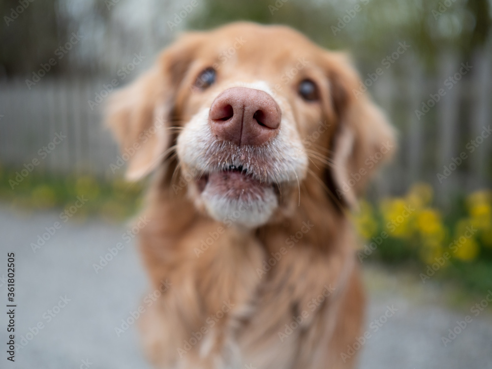 Cute dog nose in close-up