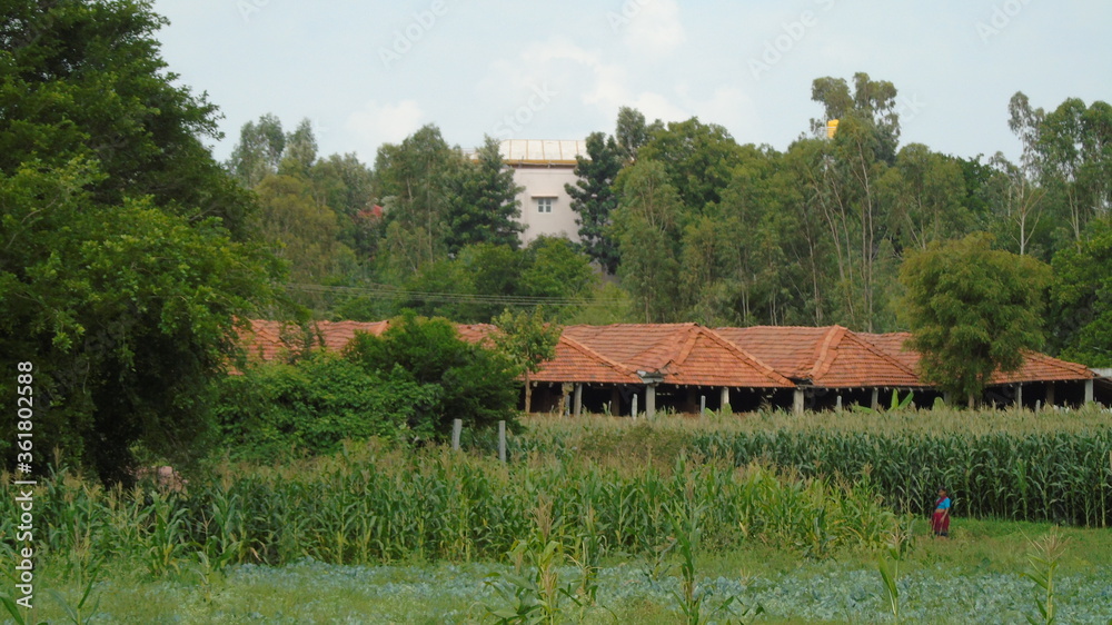 rural landscape in the village