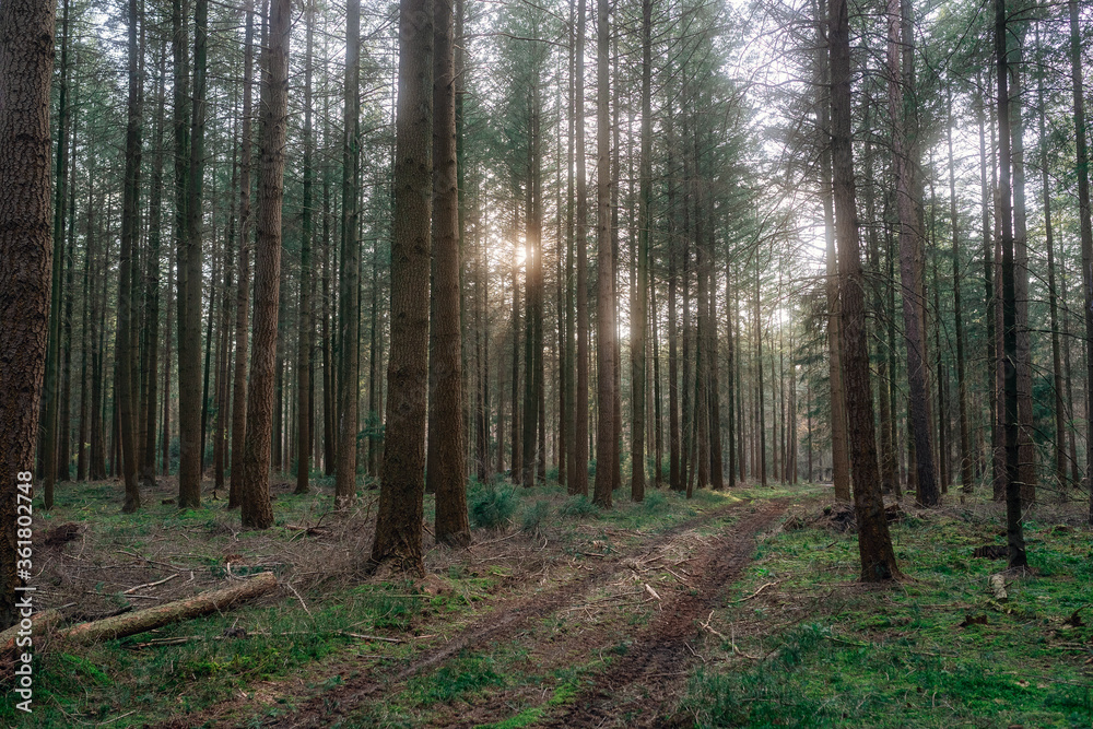 Frühlingsspaziergang im Wald mit dem Hund Frühlingsspaziergang im Wald mit dem Hund
