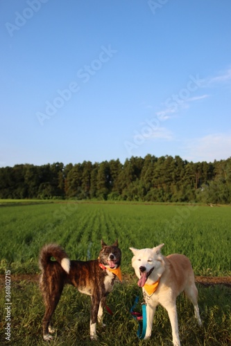 2匹の笑顔の犬と田園風景 © sae9