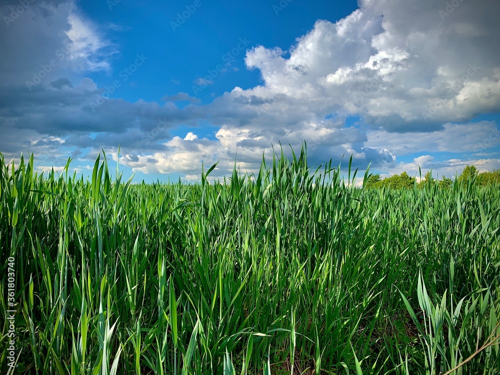Obraz premium Wheat field