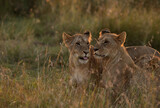 Lioness in the morning light, Masai Mara, Kenya